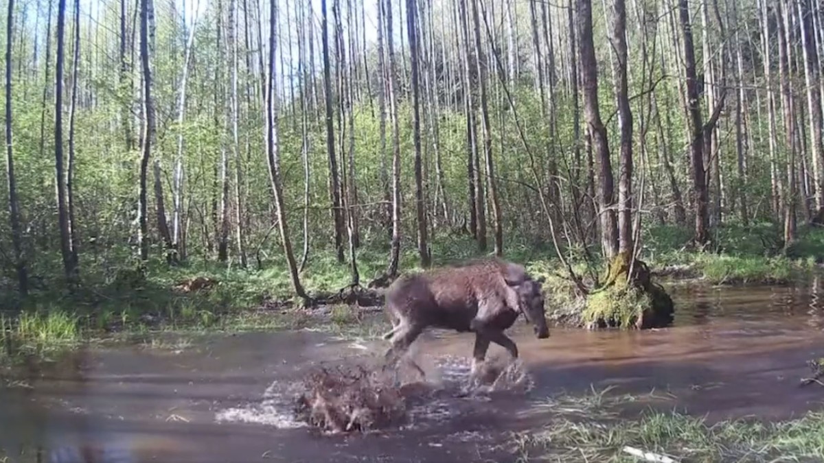 Podlaskie. Lasy Państwowe publikują intrygujące nagranie zwierząt z leśnych mokradeł