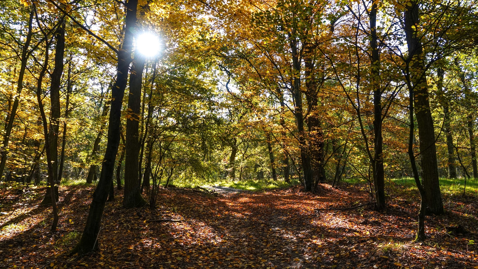Wszystkie barwy jesieni - zdjęcie 14