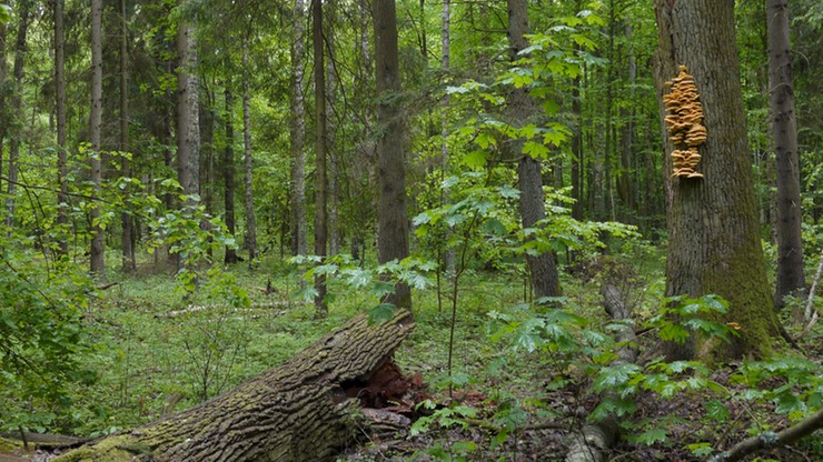 "Wycinki drzew nie ma". Lasy Państwowe o sytuacji w Puszczy Białowieskiej