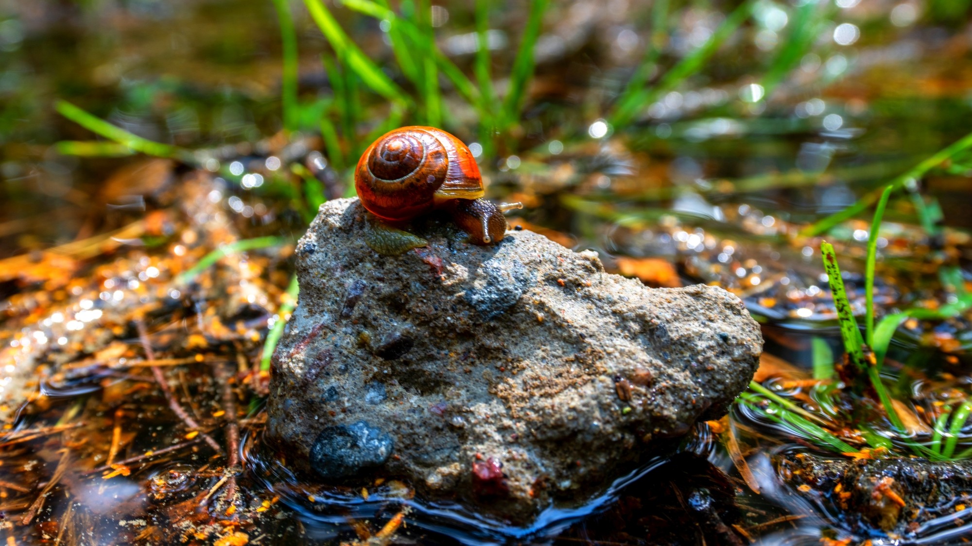 Wśród natury - zdjęcie 48