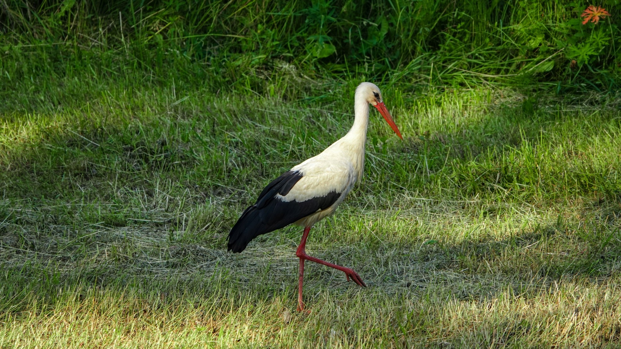 Letnie klimaty na łonie natury - zdjęcie 28