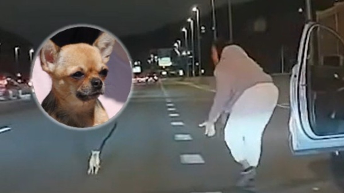 USA. Pies utrudnił ruch na autostradzie. Wszystko widać na nagraniu