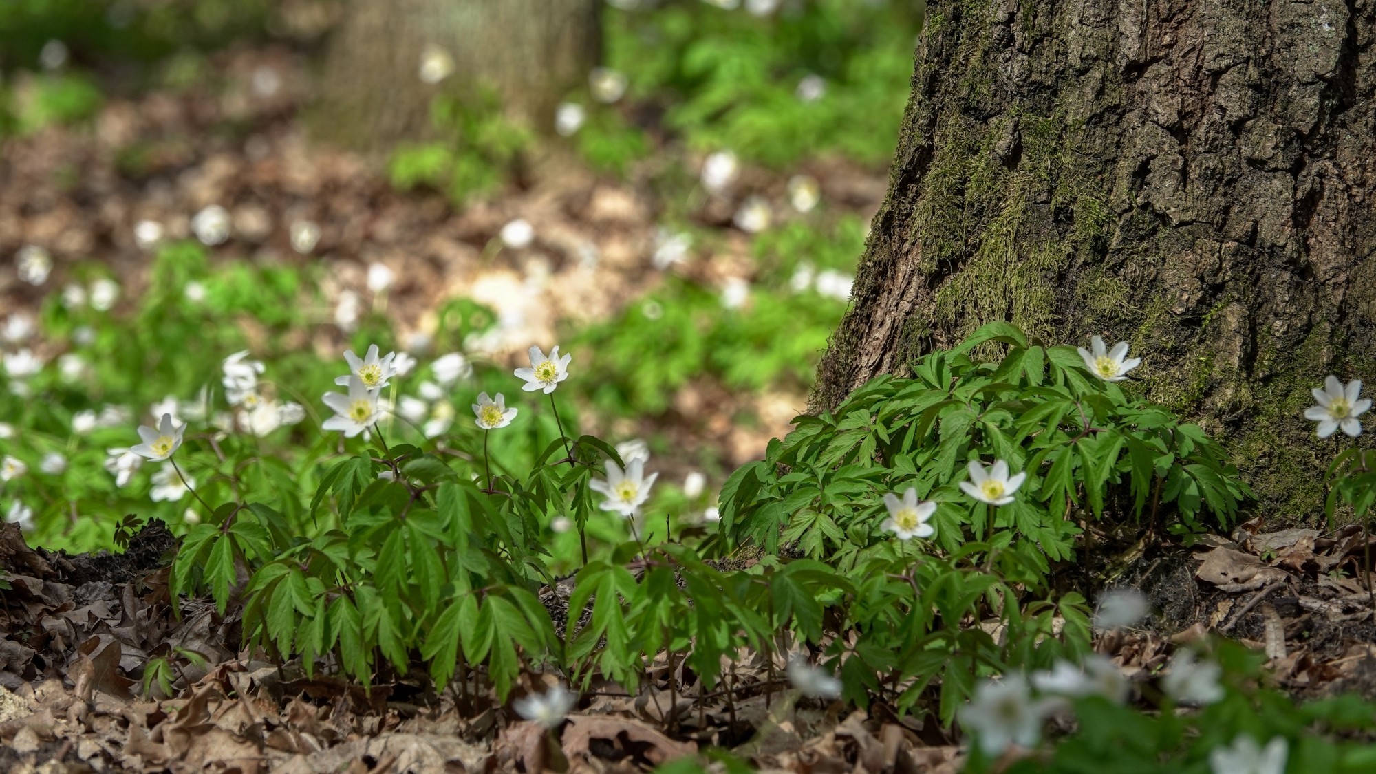 W maju jak w raju - zdjęcie 54