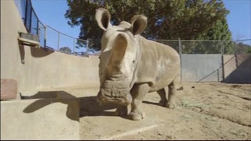 Nie żyje jeden z ostatnich przedstawicieli gatunku białych nosorożców