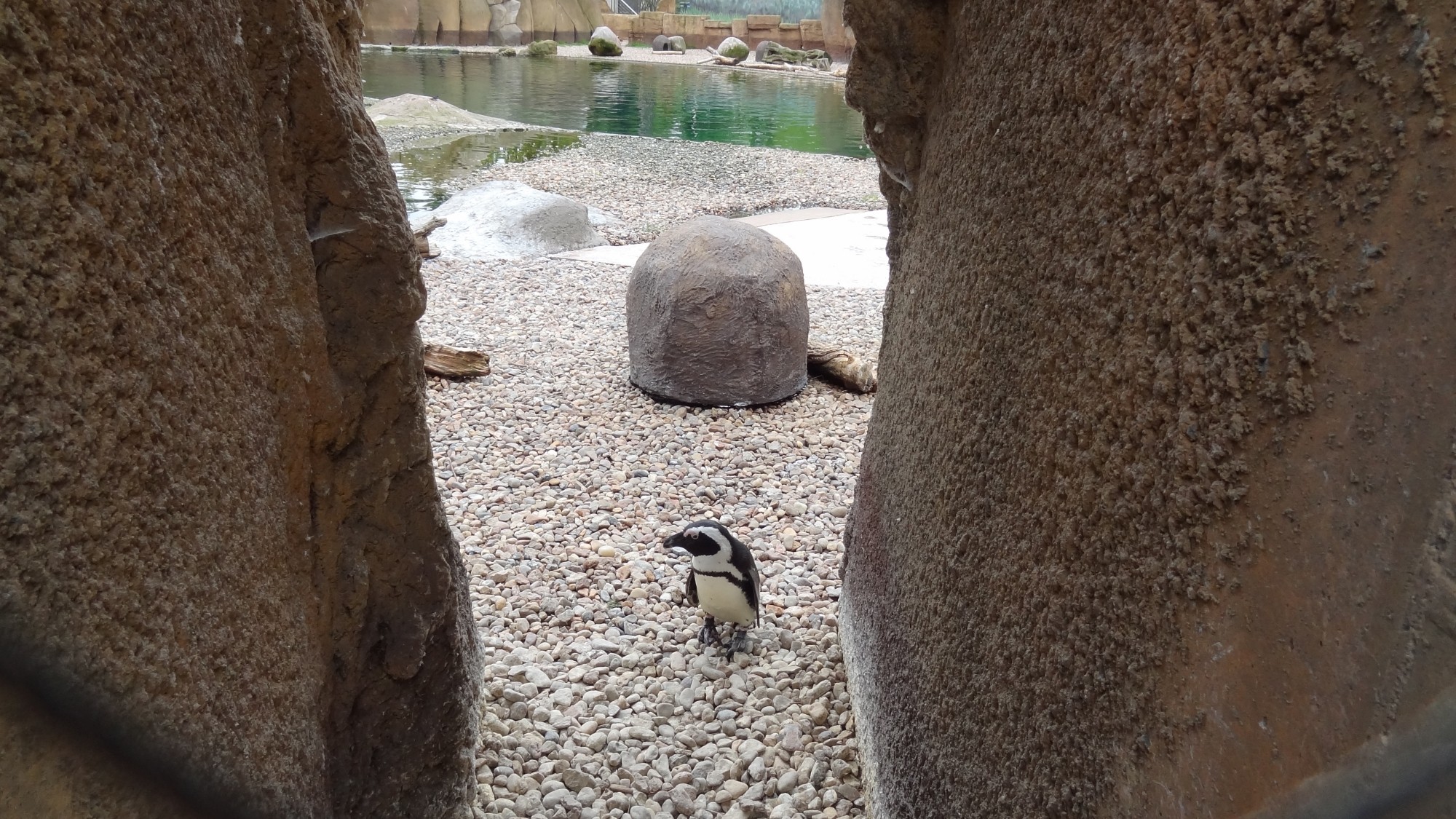 Z kamerą wśród zwierząt - zdjęcie 86