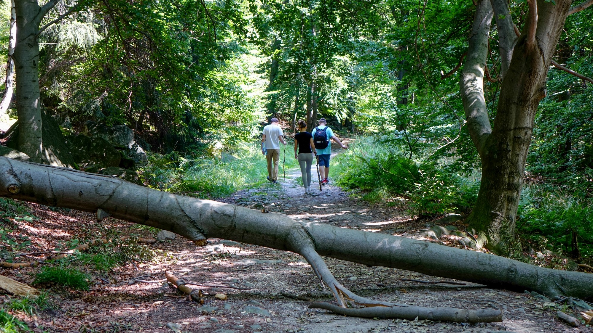 Urocze zakątki w lasach - zdjęcie 95