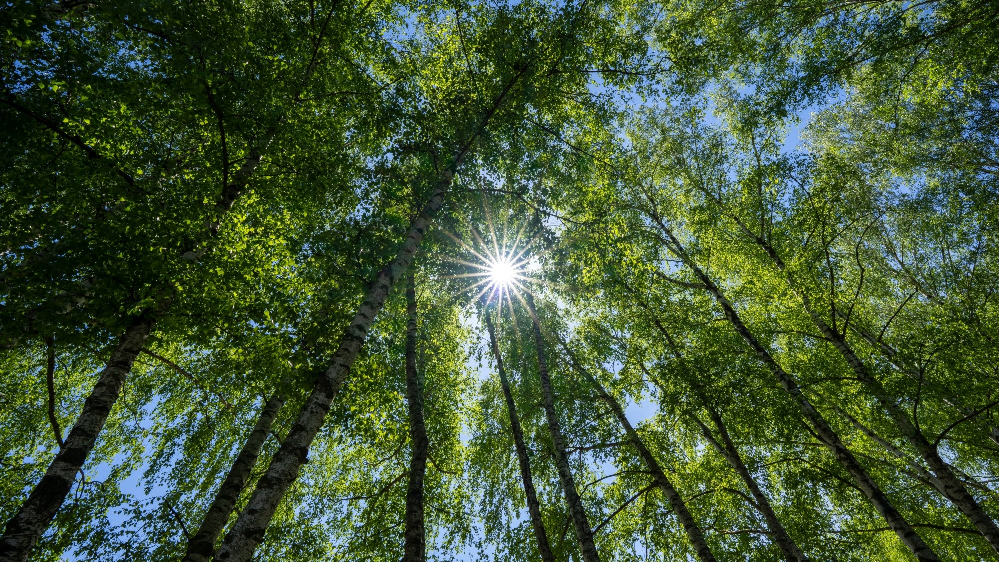 Wiosenna opowieść - zdjęcie 12