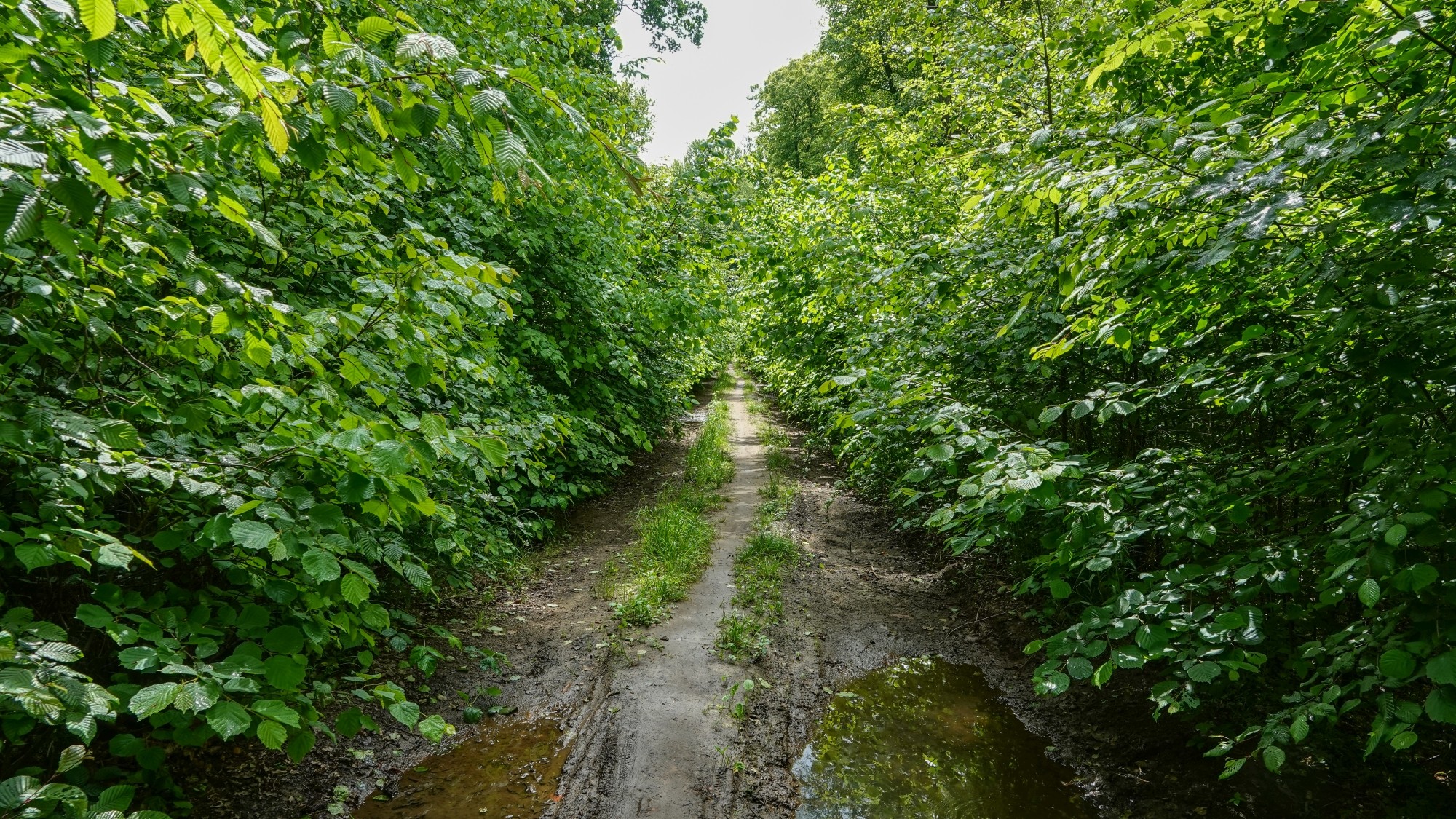Uroki zielonej pory roku - zdjęcie 63