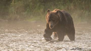 Atak niedźwiedzia w Bieszczadach. 53-latek ledwo uszedł z życiem