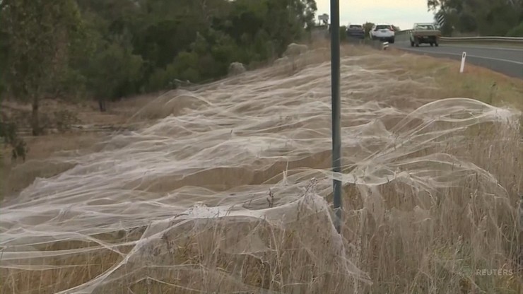 Australia spowita pajęczynami. To skutek powodzi