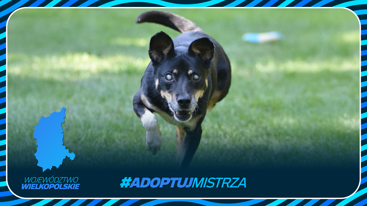 Pies biegnący po trawie z zaznaczonym województwem wielkopolskim i hasztagiem #ADOPTUJ MISTRZA