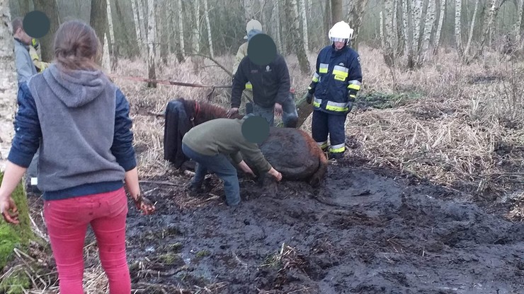 Koń topił się w bagnie. Pomogli strażacy [ZDJĘCIA]