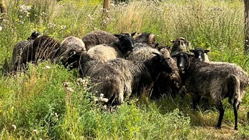 Afera z owcami za 150 tys. zł. Jest reakcja władz Gdańska
