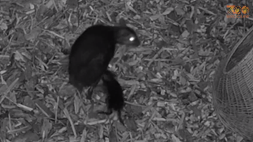 W zoo urodził się myszojeleń. Sfilmowano poród