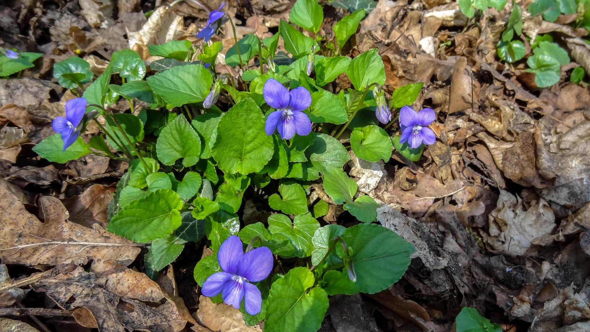 Wiosenna pobudka - zdjęcie 6