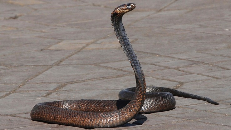 Australia. Mężczyzna zmarł w wyniku ukąszenia węża. Ratownicy nie zdążyli mu pomóc