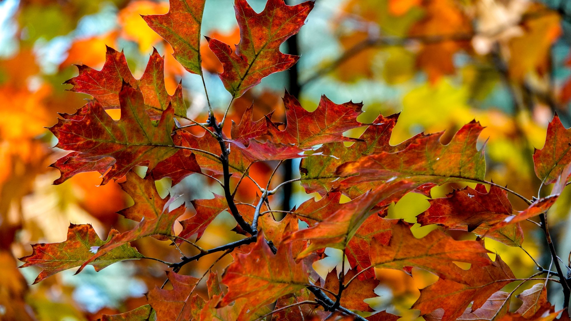 Wszystkie barwy jesieni - zdjęcie 34