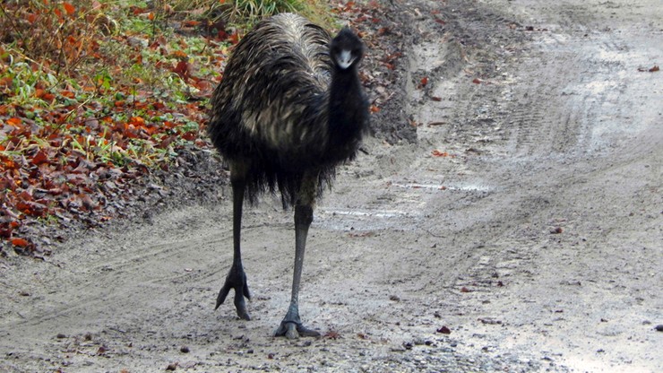 Szczecin: Emu "na gigancie". Ptak uciekł z pobliskiego folwarku