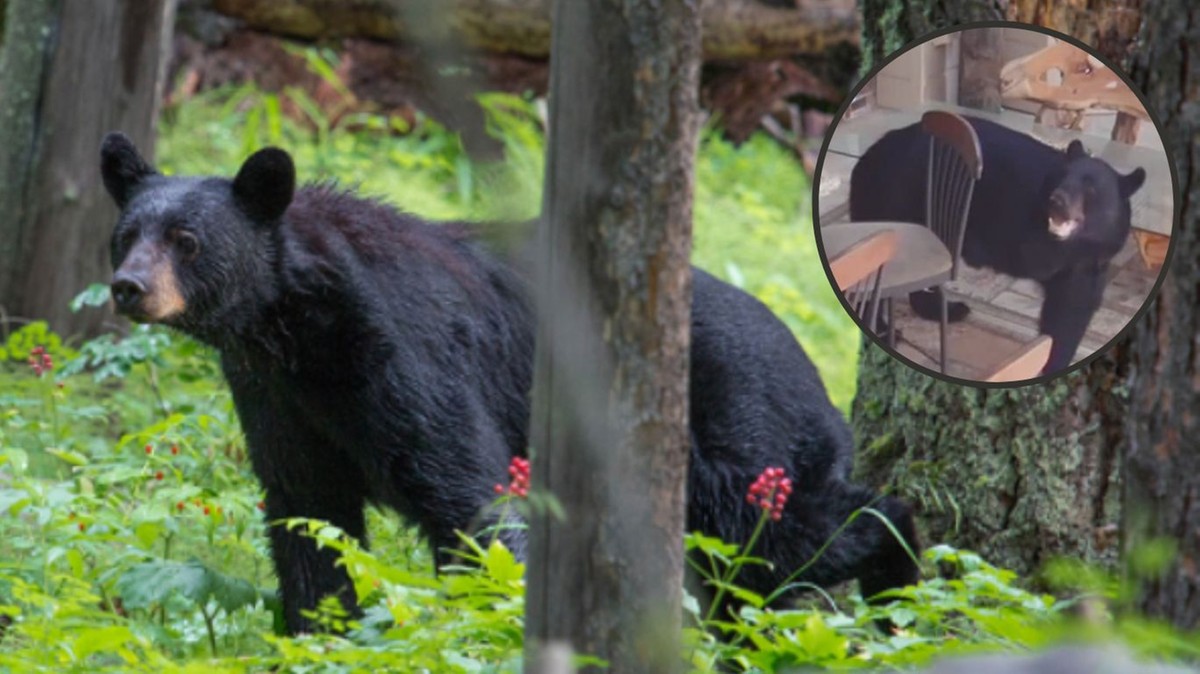 Trójnogi niedźwiedź zagląda mieszkańcom Florydy do lodówek