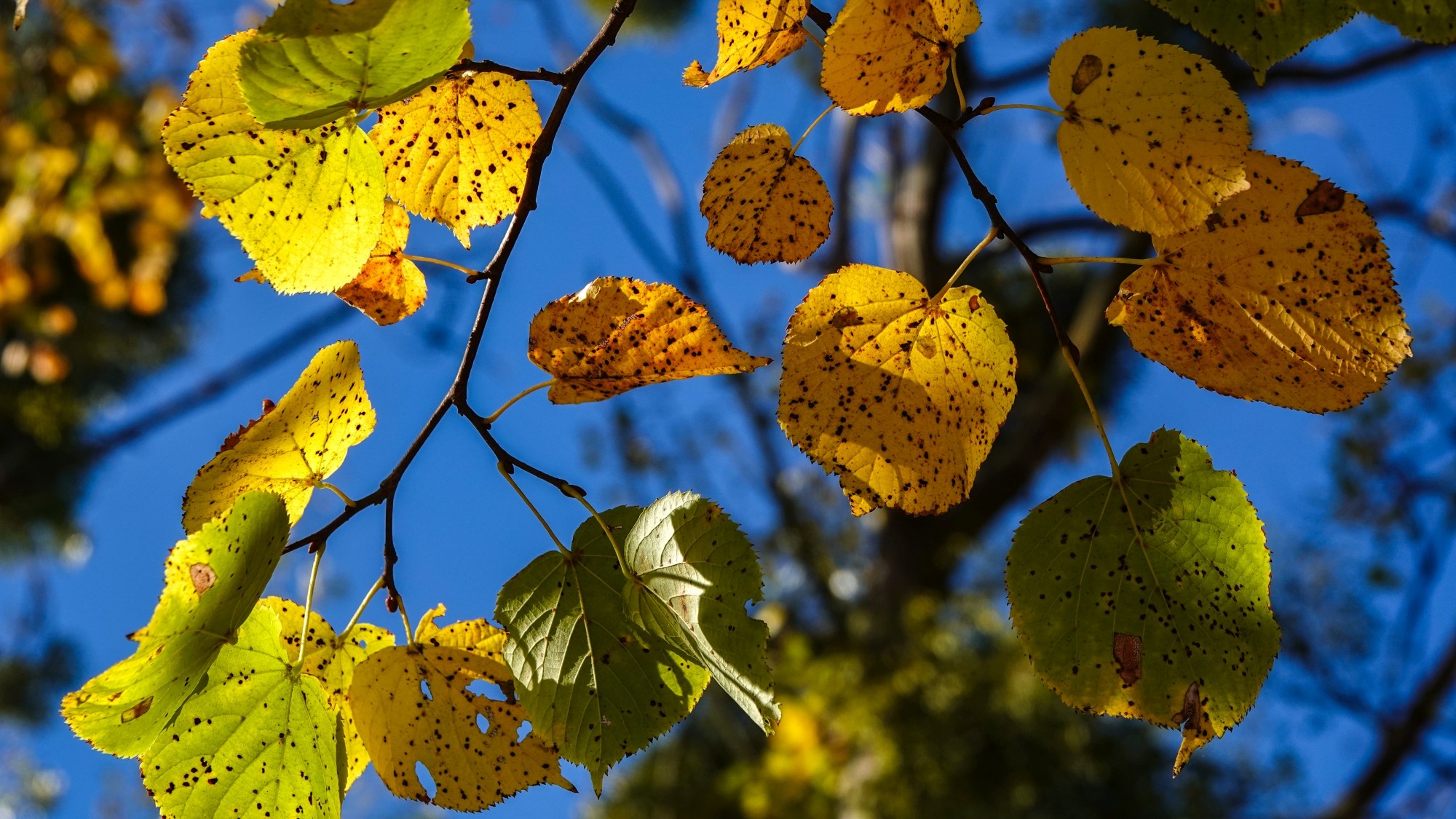 Wszystkie barwy jesieni - zdjęcie 7