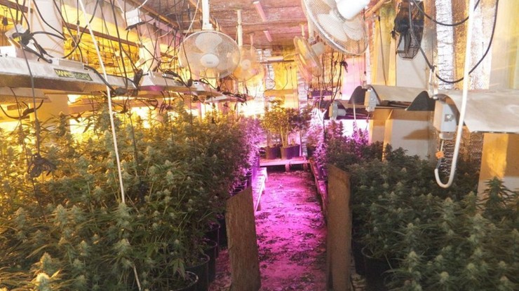 Marihuana dojrzewała w podziemnej hali. Miał jej nikt nie zauważyć