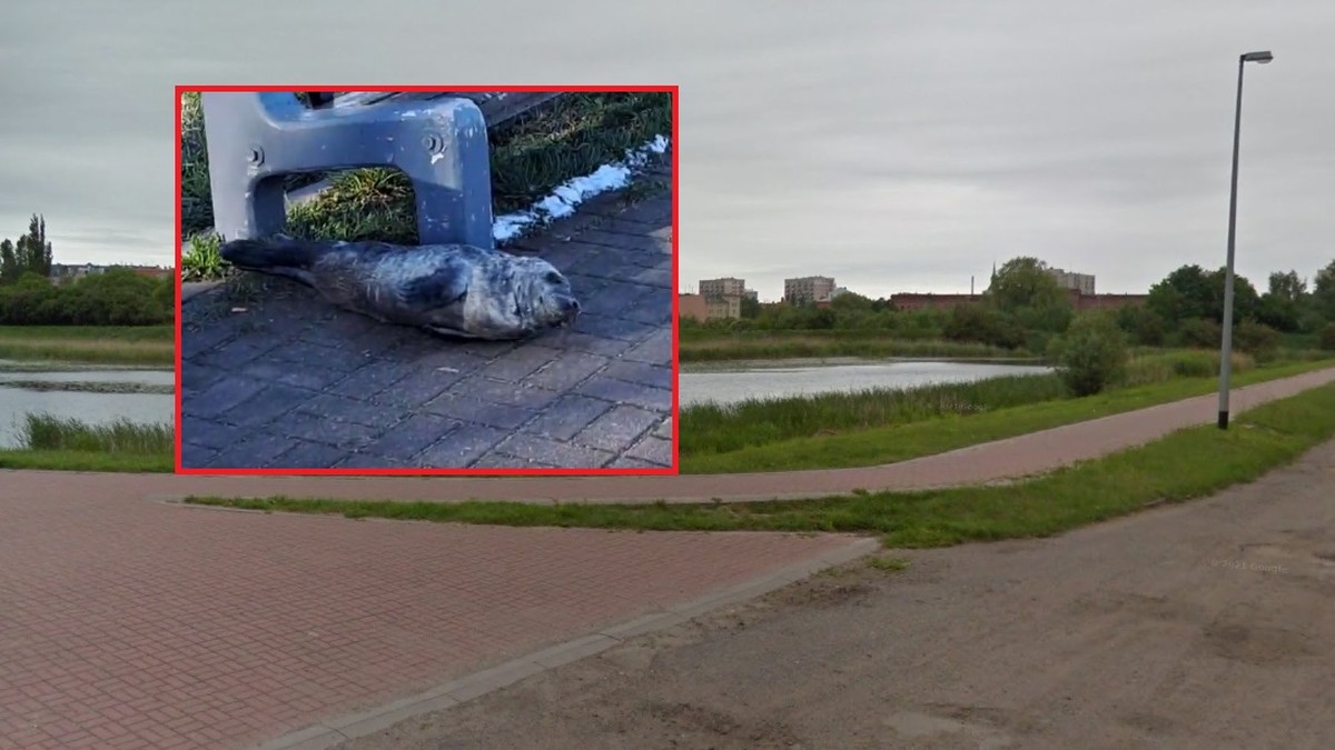 Gdańsk: Wybrał się na poranny jogging. Pod ławką zobaczył małą fokę