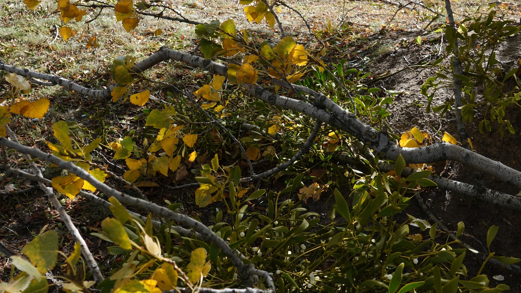 Wichura w Polsce - zdjęcie 12