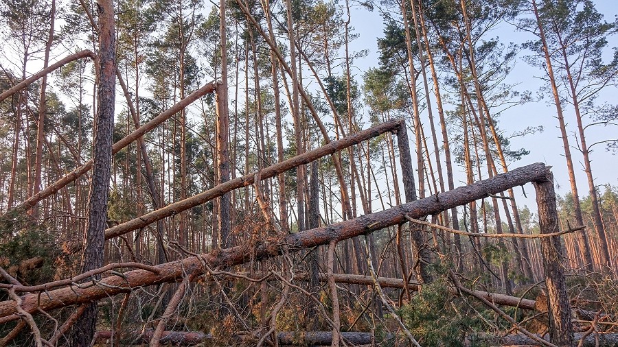 Drzewa połamane przez wichurę. Fot. TwojaPogoda.pl