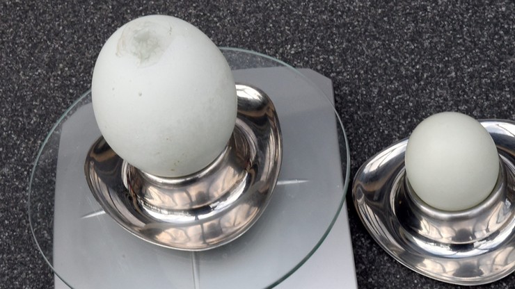 Rekordowe jajko w Niemczech. 4 razy cięższe od piłki do tenisa
