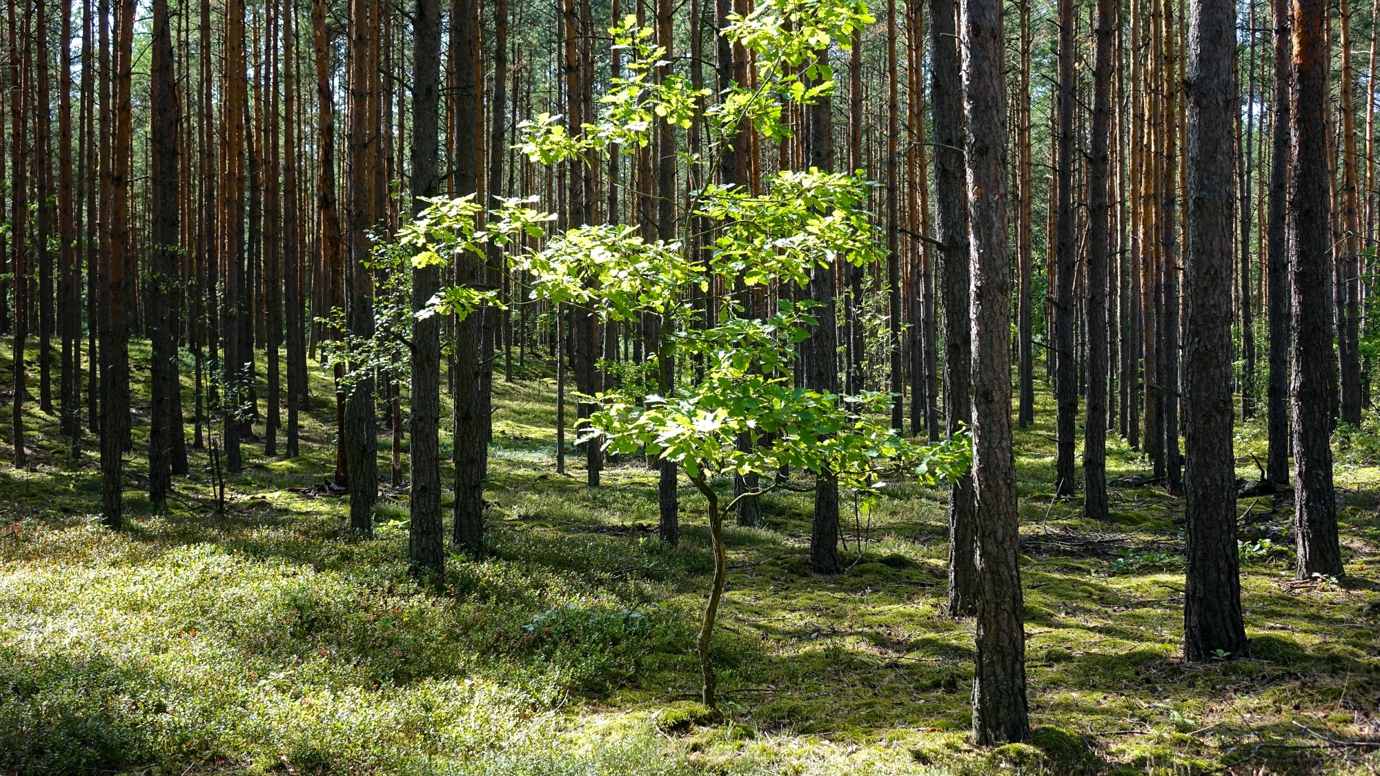 Późne lato na łonie natury - zdjęcie 31