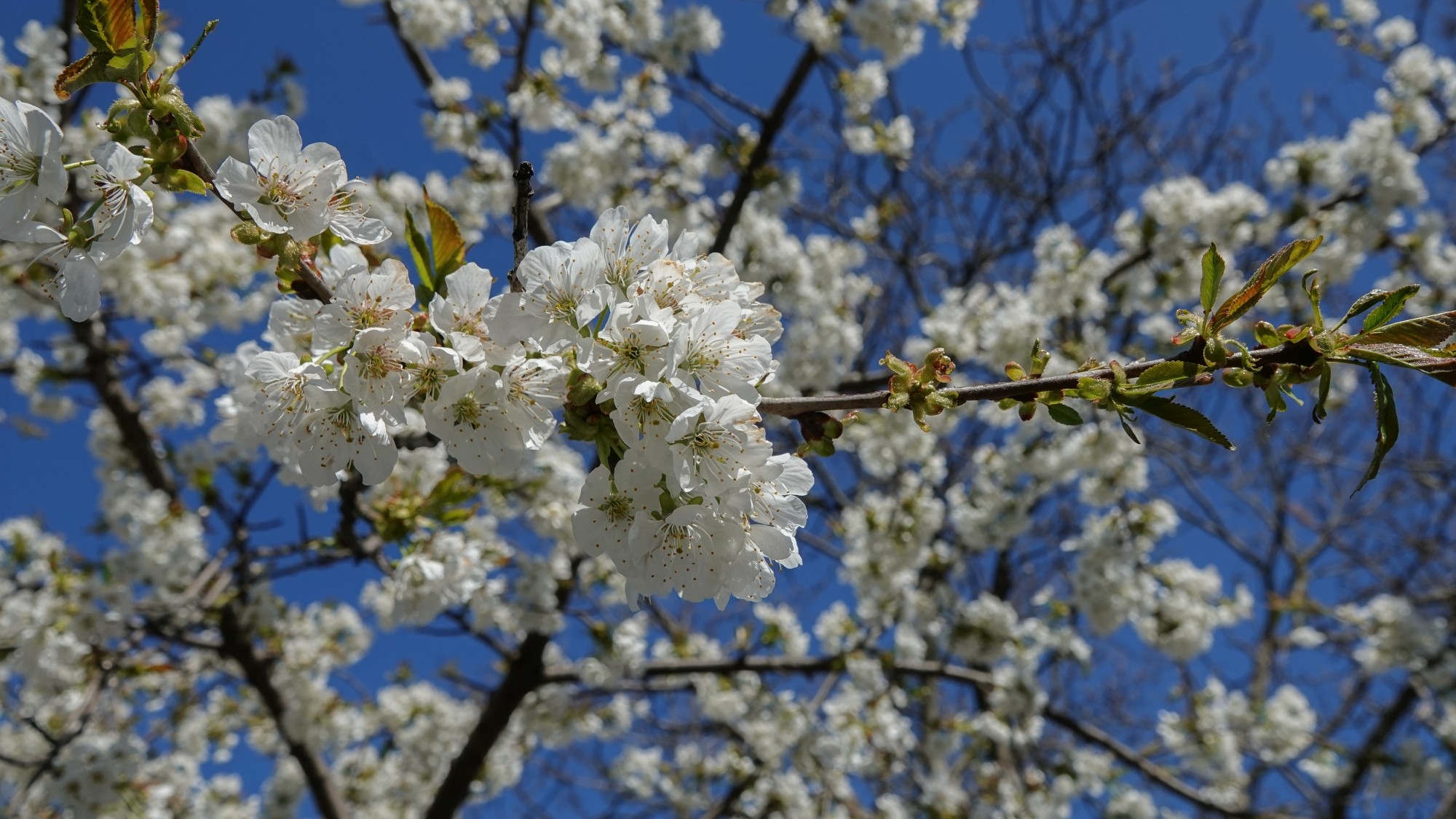 Kwiecień w obiektywie - zdjęcie 15