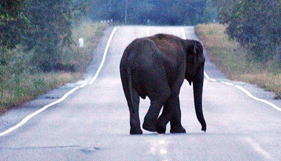 Samochód zderzył się ze słoniem i stanął w ogniu. Zginęła jedna osoba