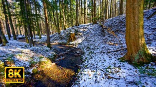 Spacer po górskim lesie