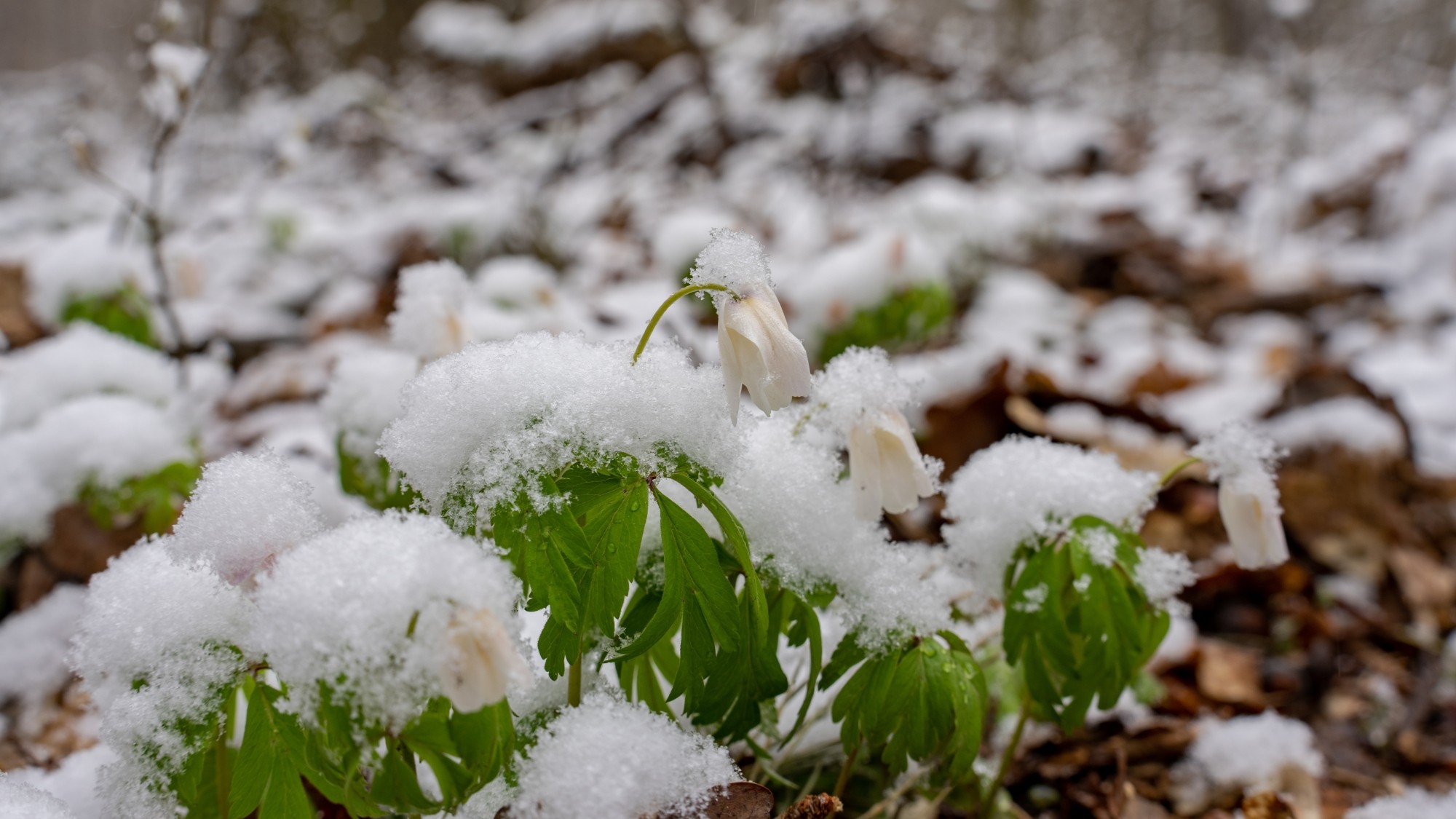 Miejska przyroda - zdjęcie 49