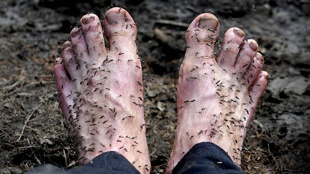 Komary obsiadły stopy fotografa na Syberii. Fot. Instagram / Amos Chapple / @amos.chapple.