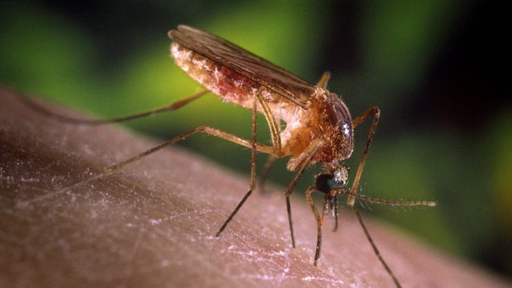 Grecja: trzy osoby zmarły po zakażeniu wirusem Zachodniego Nilu. Przeniosły go komary