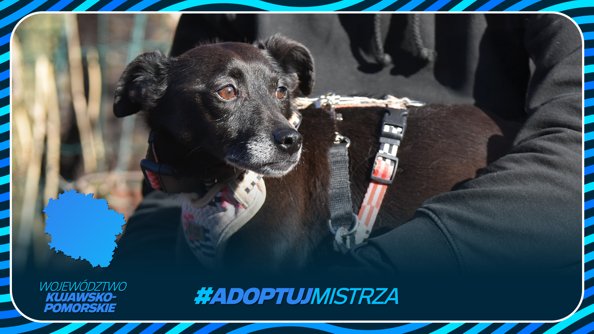 Czarny pies w szelkach, gotowy do adopcji, z logotypem kampanii #AdoptujMistrza i mapą wojew&oacute;dztwa kujawsko-pomorskiego