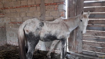 14 koni, 11 kóz oraz krowy i psa odebrano znanej fundacji zajmującej się ochroną zwierząt