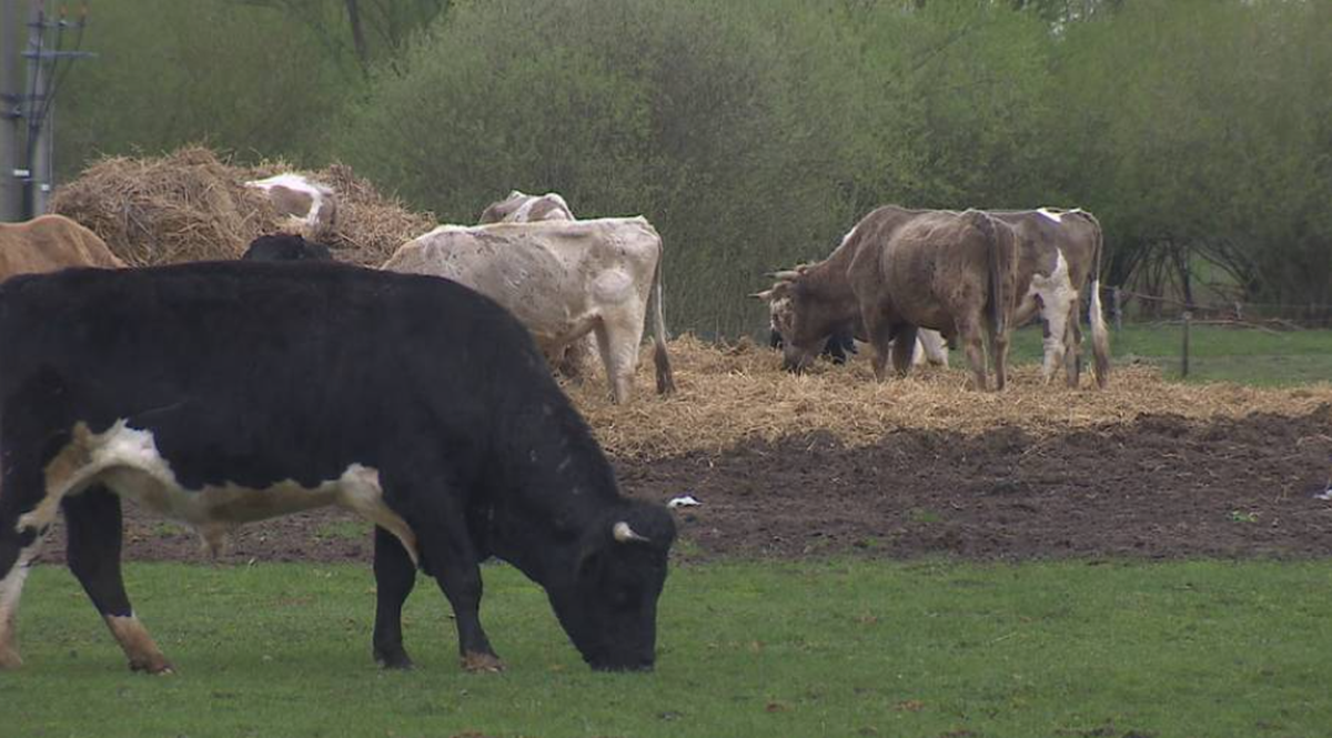 Stado krów zastrasza wieś. "Byki mają immunitet"