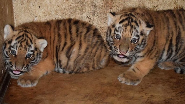 Płock. W zoo urodziły się dwa tygrysy syberyjskie. To gatunek zagrożony wyginięciem