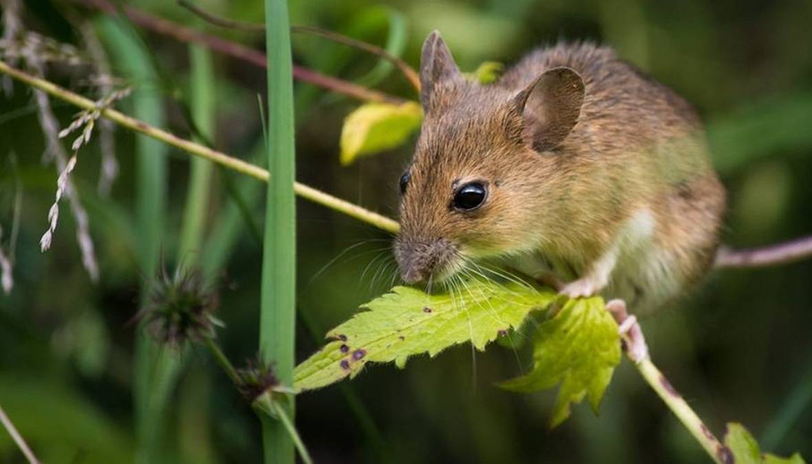 Myszy opanowały egzotyczną wyspę. Naukowcy zrzucą tony trutek
