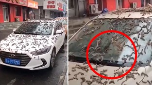 14.03.2023 05:54 Przerażające zjawisko w Chinach. Na przechodniów i samochody spadł deszcz robaków?