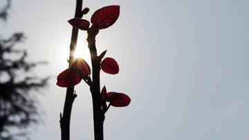 IMGW: w nadchodzących dniach temperatura może wynieść do 14 st. C