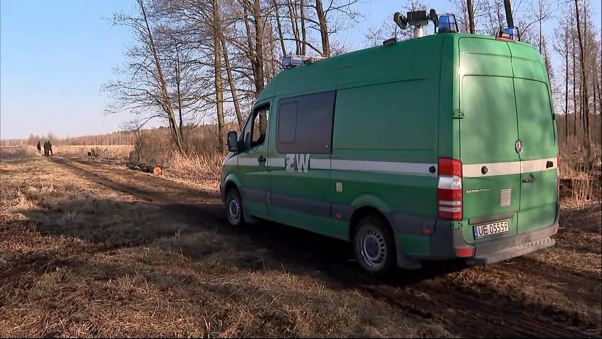 Zielony samochód Żandarmerii Wojskowej zaparkowany na ścieżce w lesie obok pni ściętych drzew.