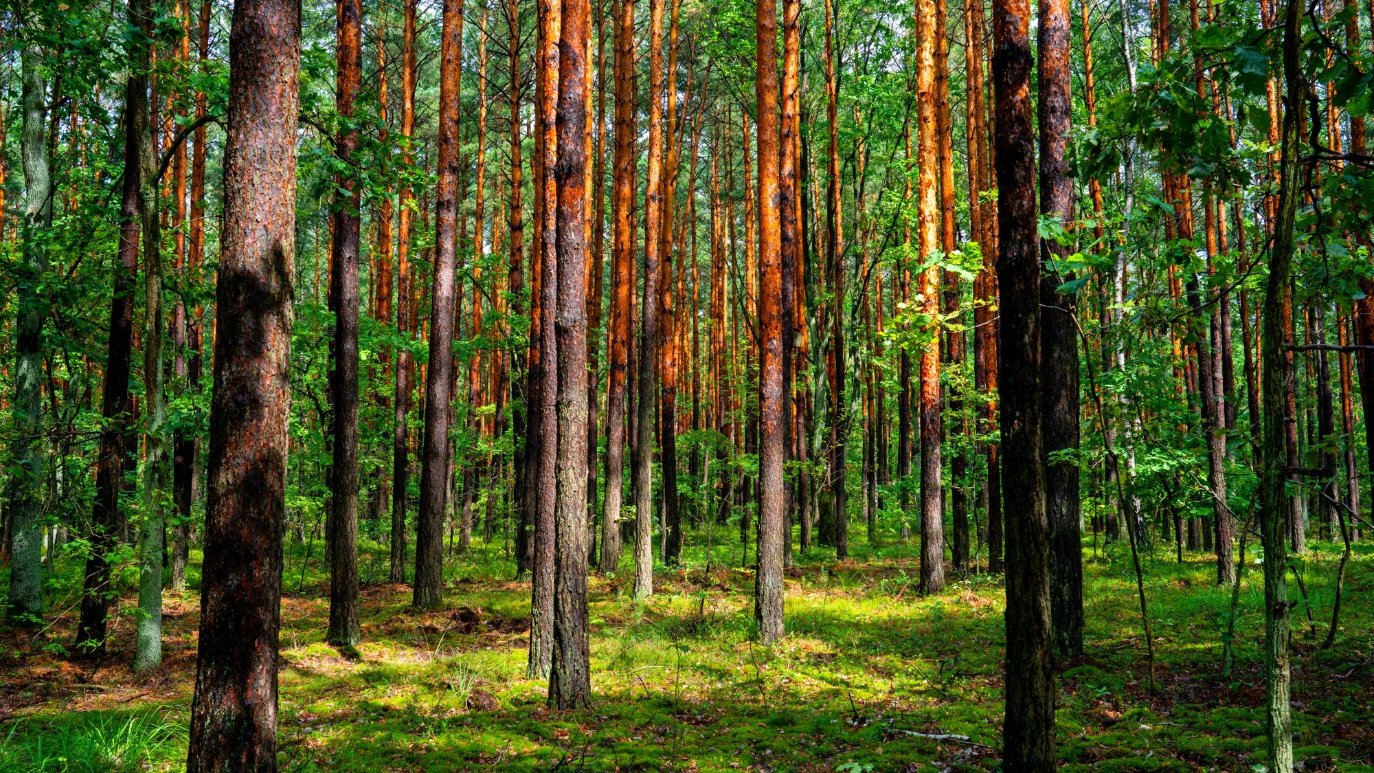 Wśród natury - zdjęcie 47