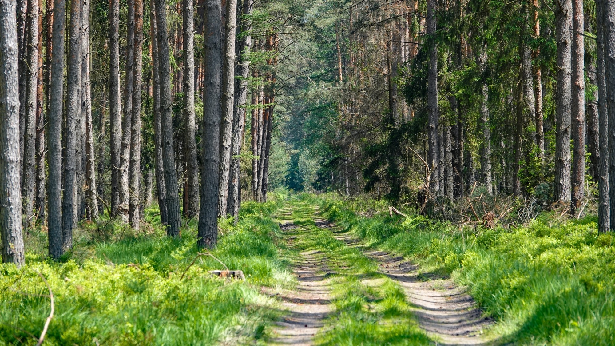 Lato w plenerze - zdjęcie 15