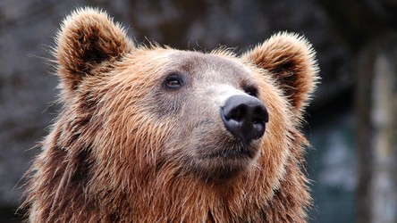 Zapadające w sen zimowy niedźwiedzie pomogą nam w skutecznej walce z otyłością