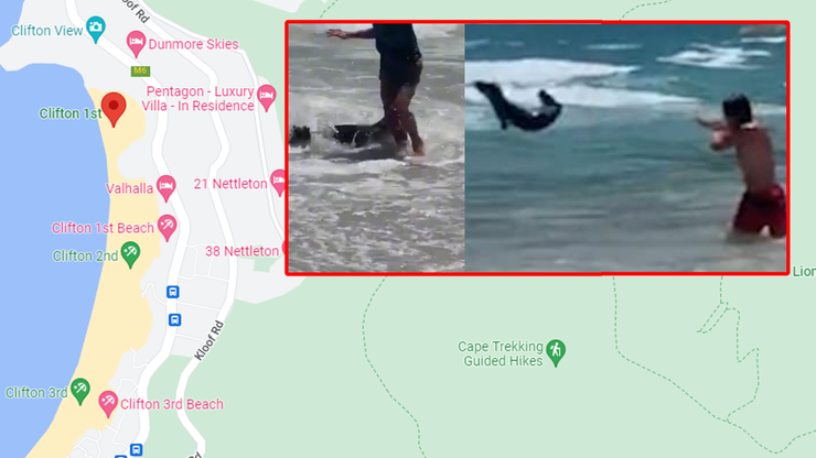 RPA: Foka zaatakowała turystów na plaży w Kapsztadzie