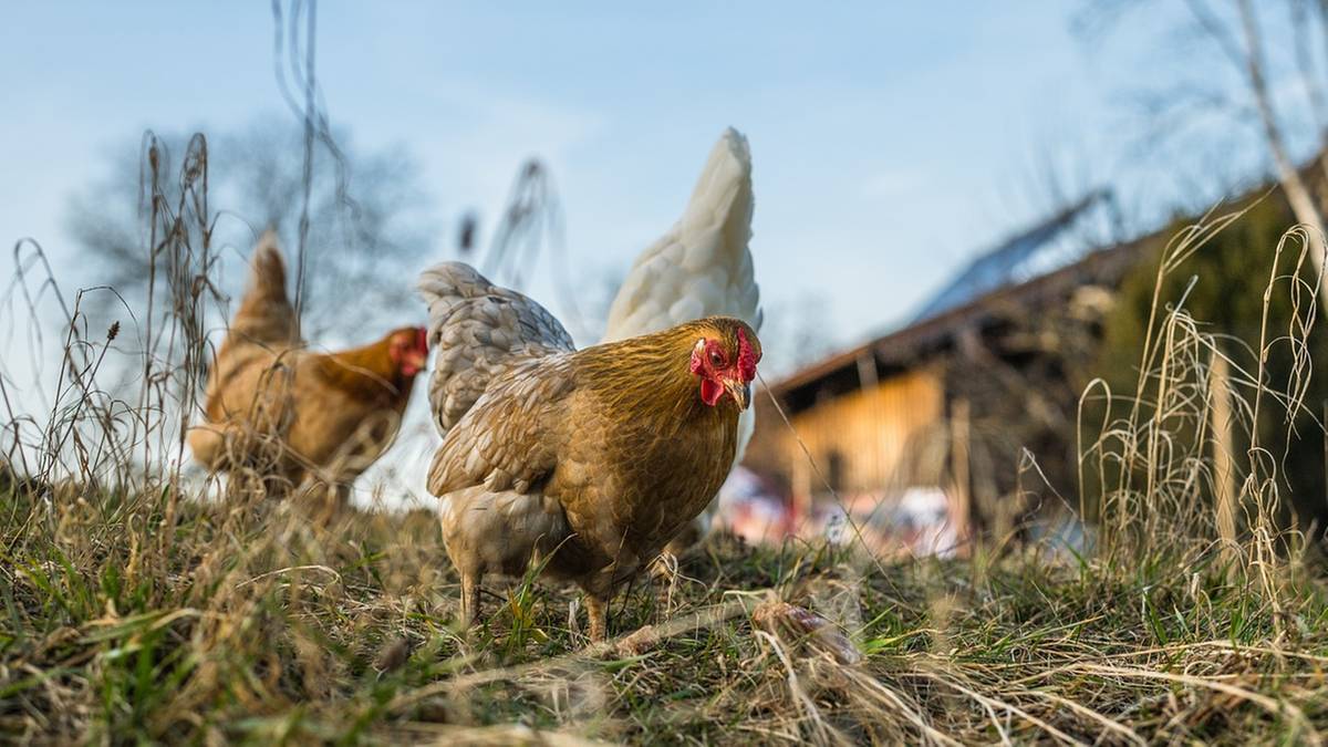 Kolejne ognisko ptasiej grypy. Dotknęło niewielkie gospodarstwo