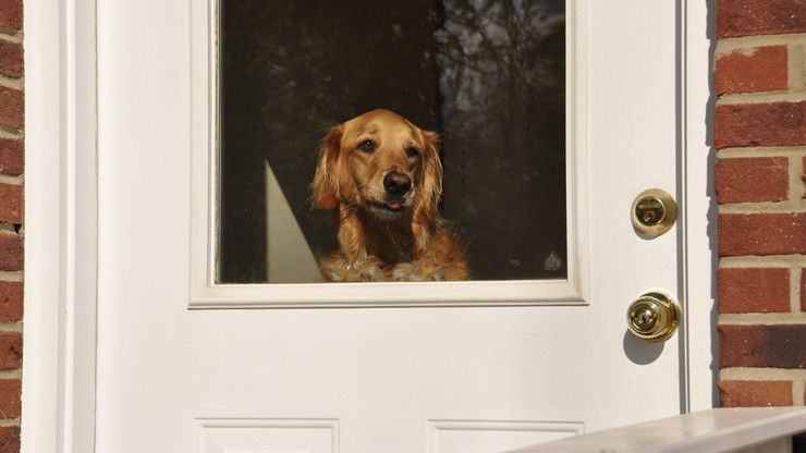 "Pies w Koronie". Oferują pomoc dla właścicieli zwierząt na kwarantannie